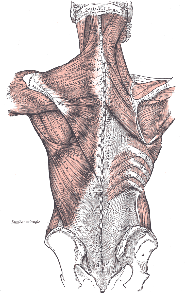 erector spinae